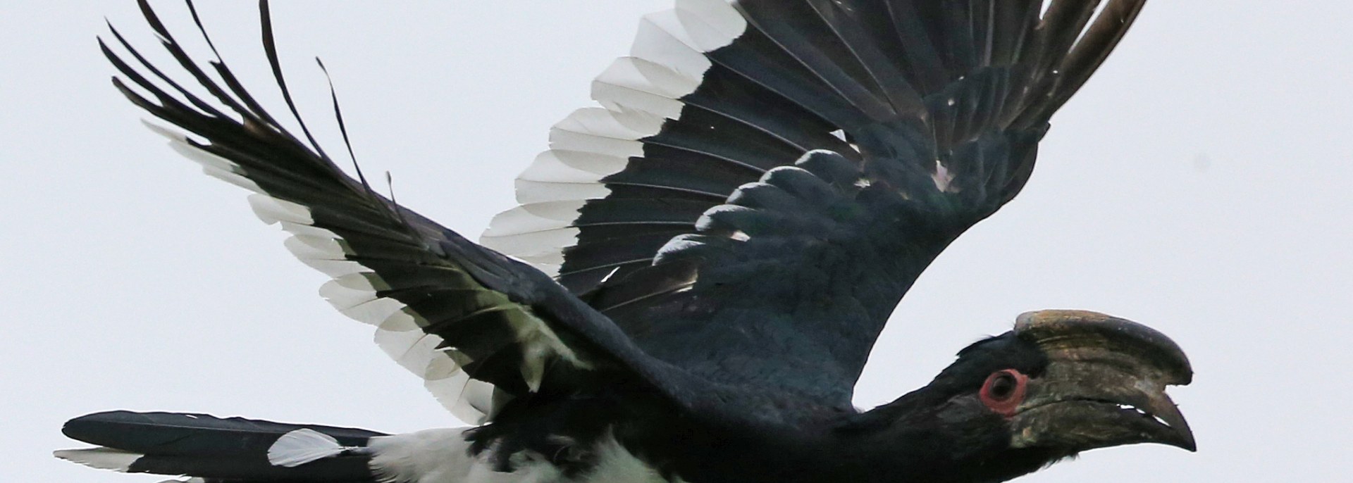 Trumpeter Hornbill