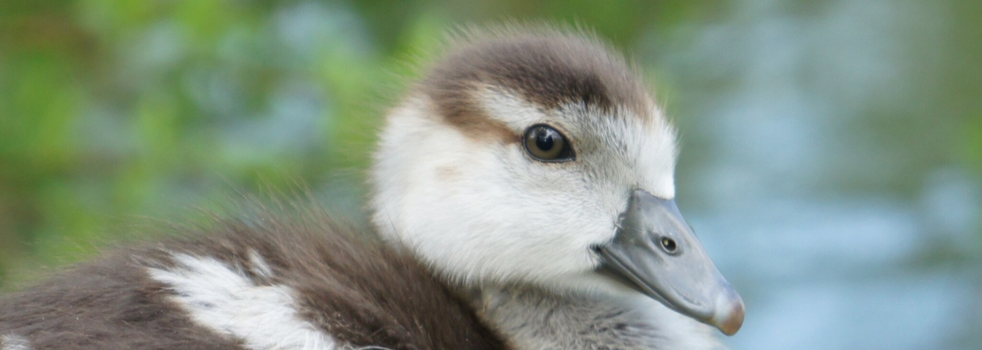 Egyptian Goose