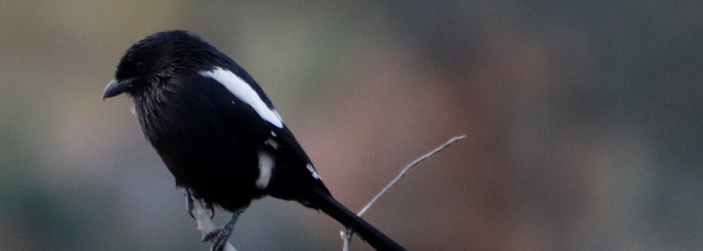 Magpie Shrike
