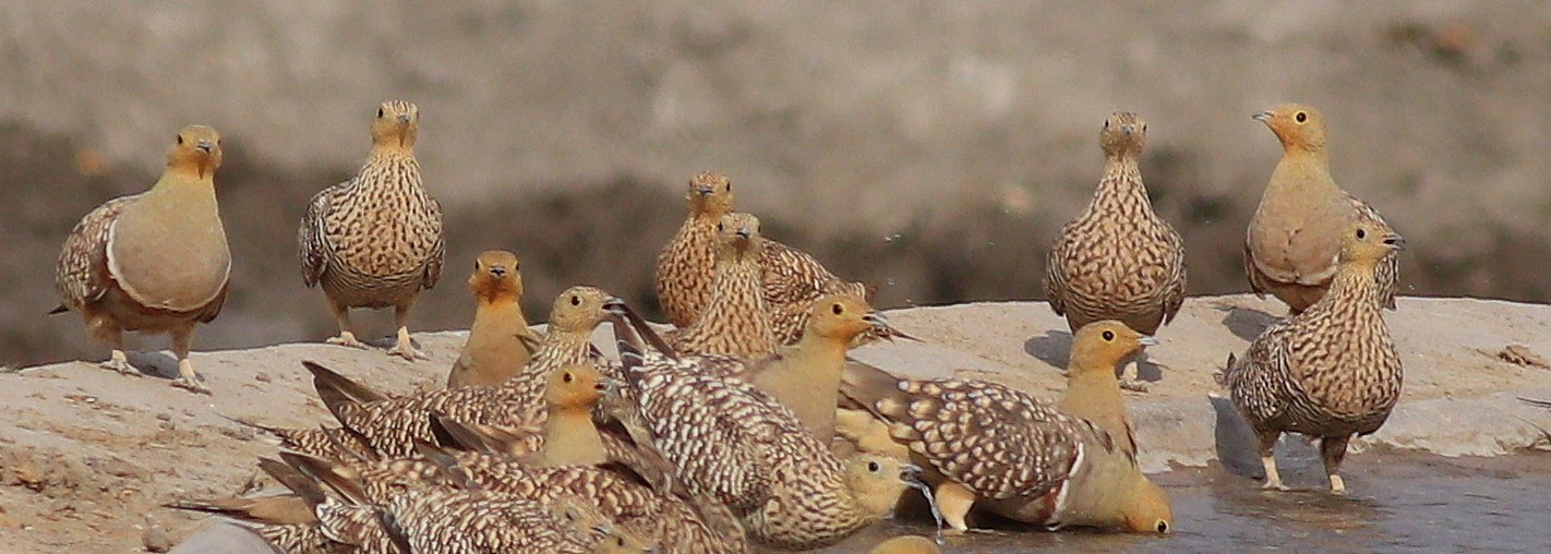 Namaqua Sandgrouse