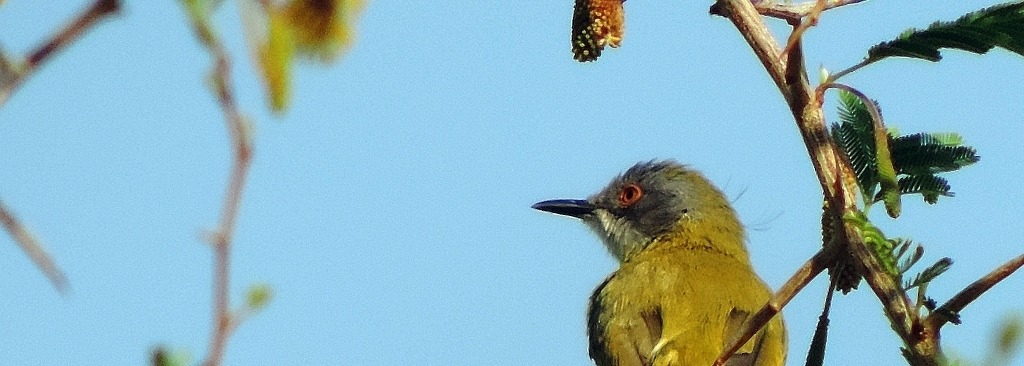Yellow-breasted Apalis