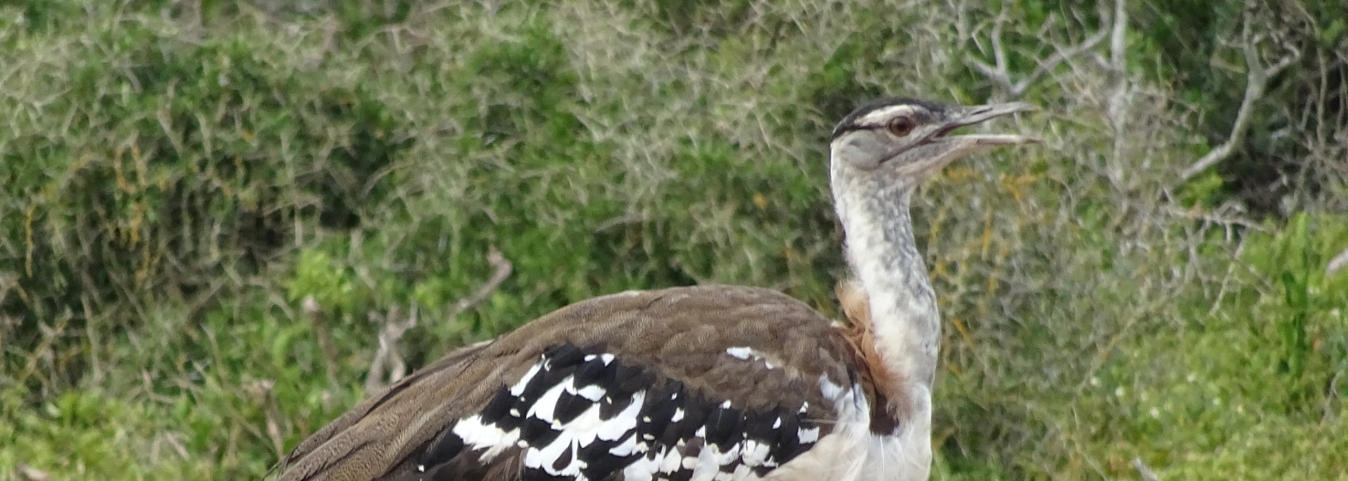 Denham's Bustard