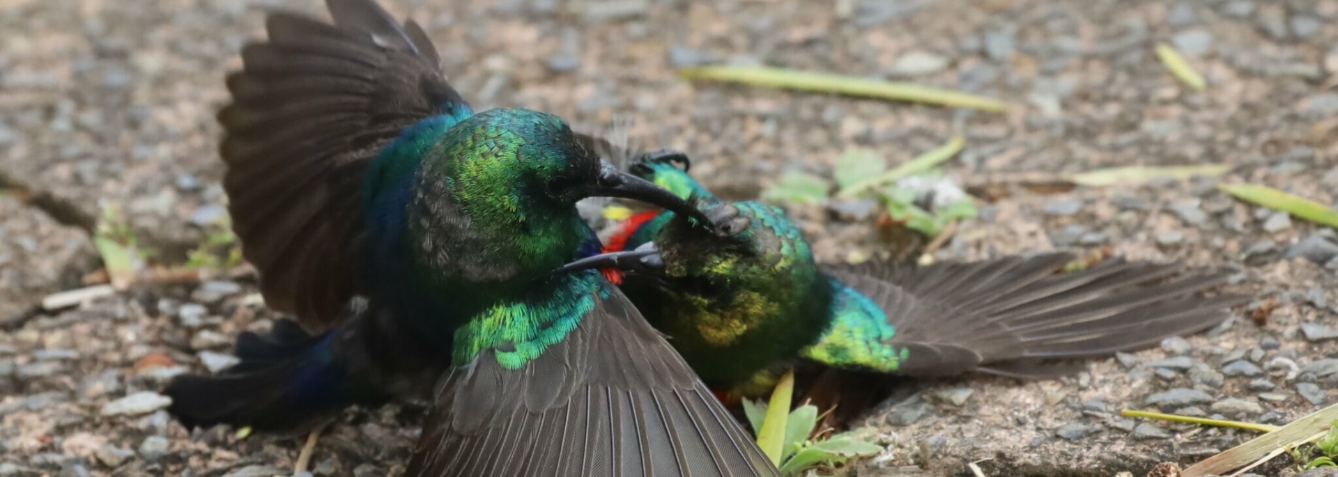 Collared Sunbird