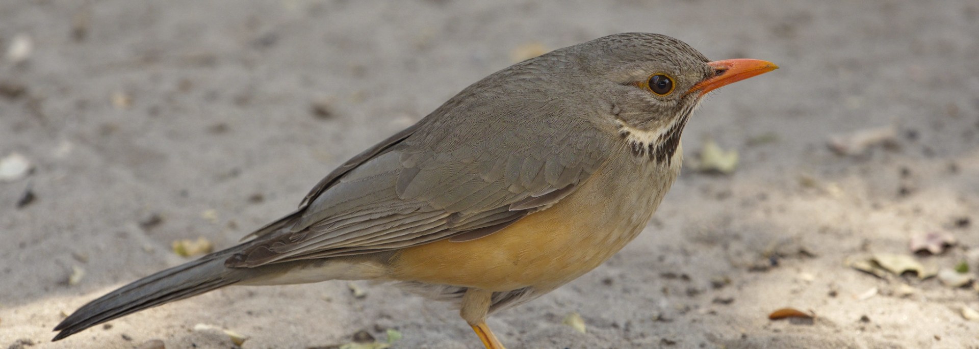 Kurrichane Thrush