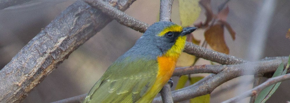 Orange-breasted Bushshrike