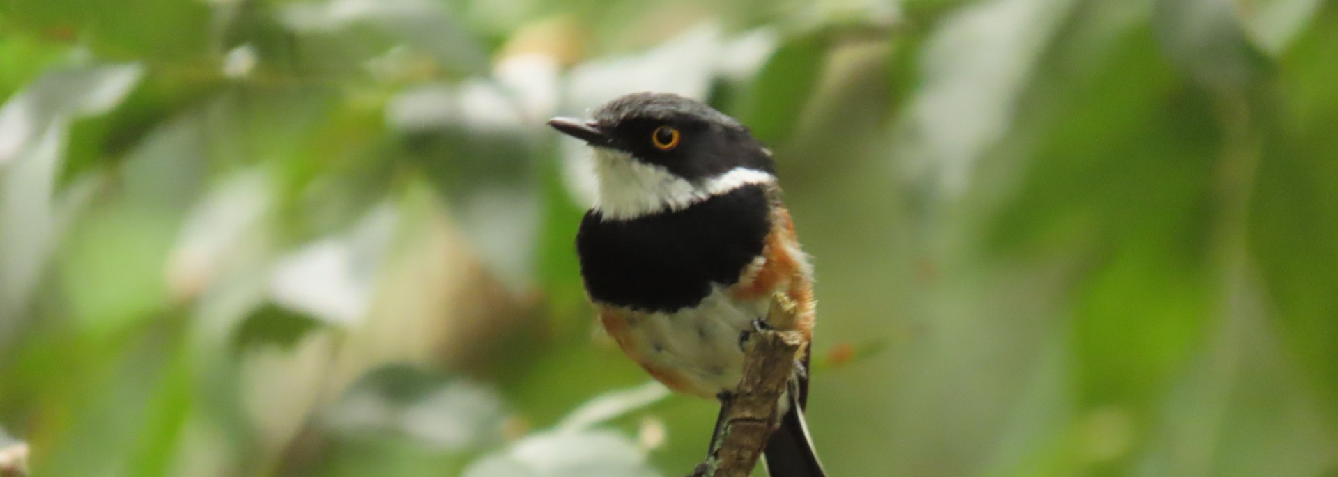 Cape Batis