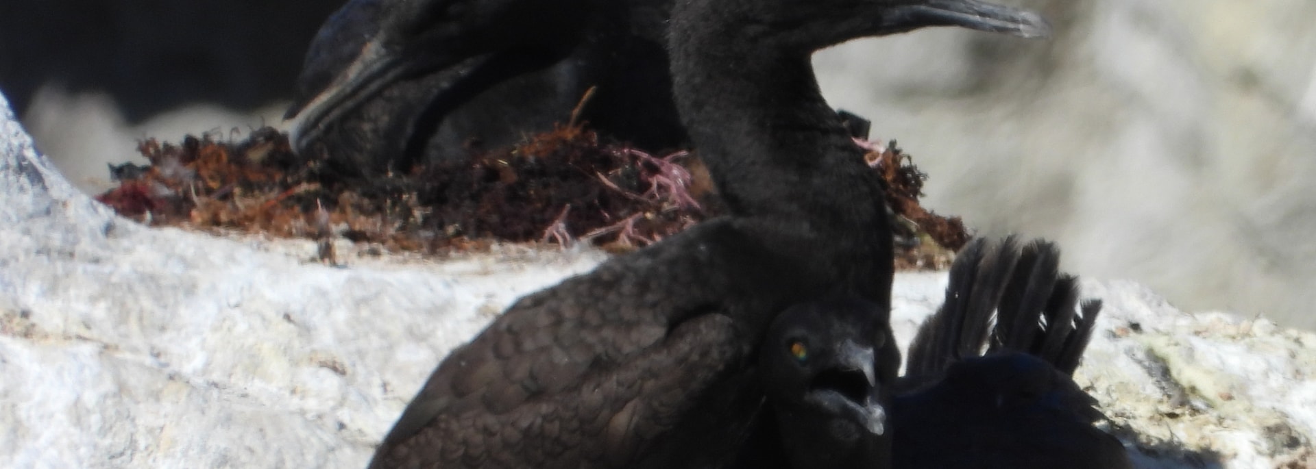 Bank Cormorant