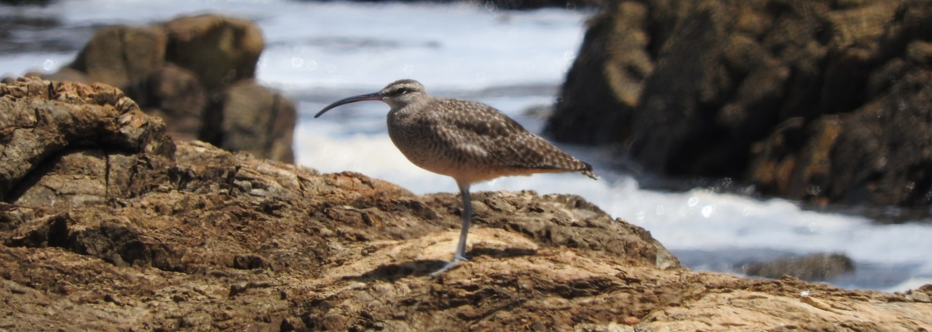 Common Whimbrel