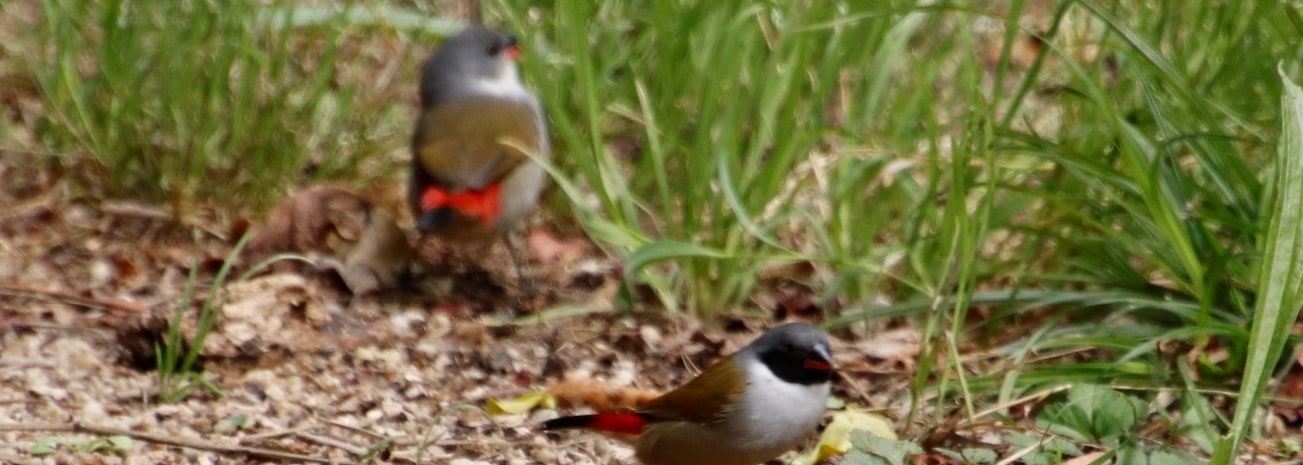Swee Waxbill