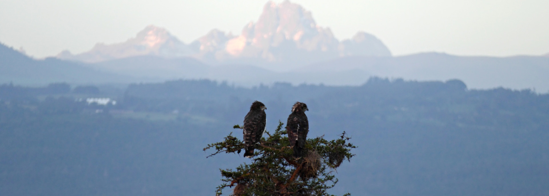 Black-chested Snake Eagle