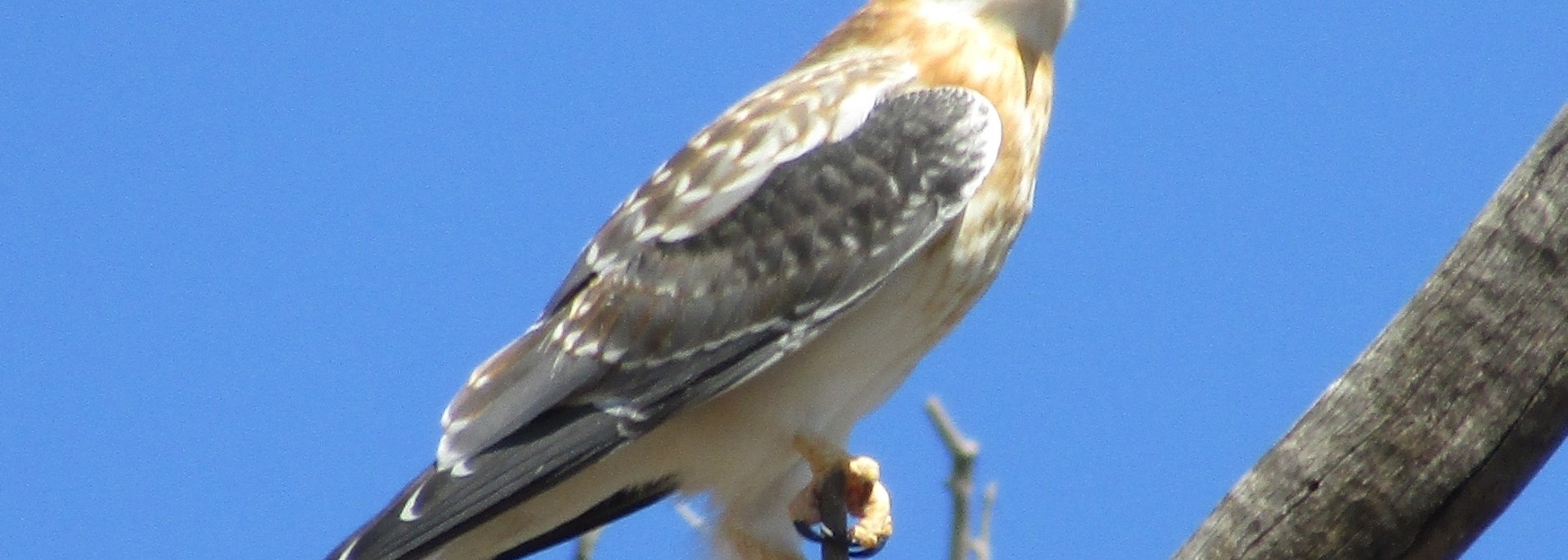 Black-shouldered Kite