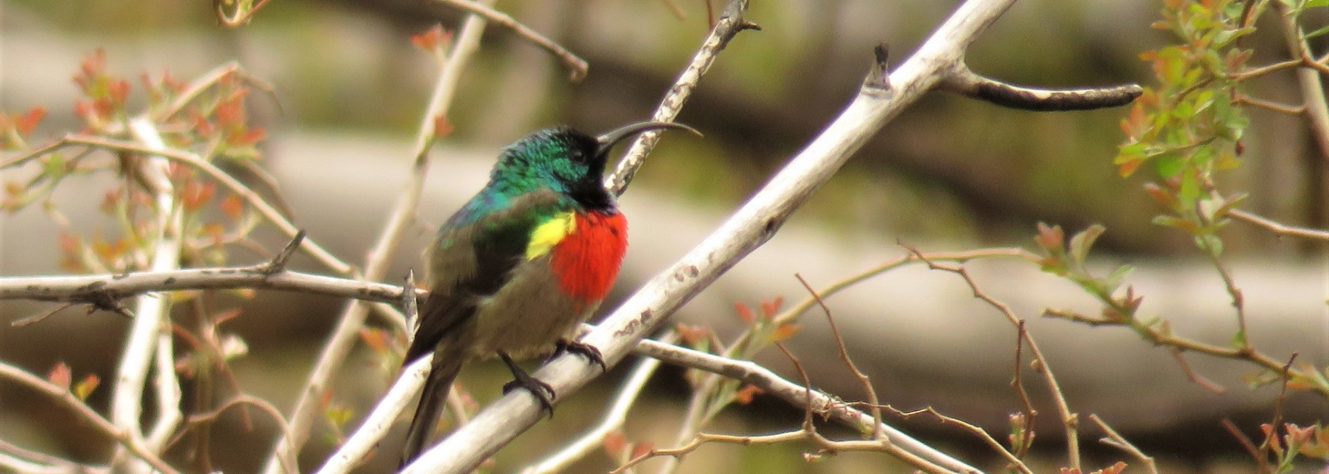 Greater Double-collared Sunbird