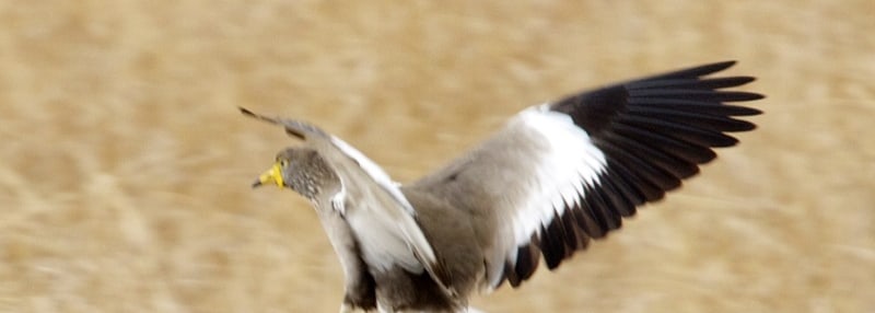 African Wattled Lapwing