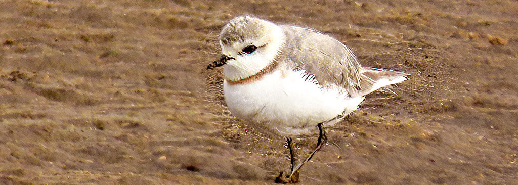 Chestnut-banded Plover