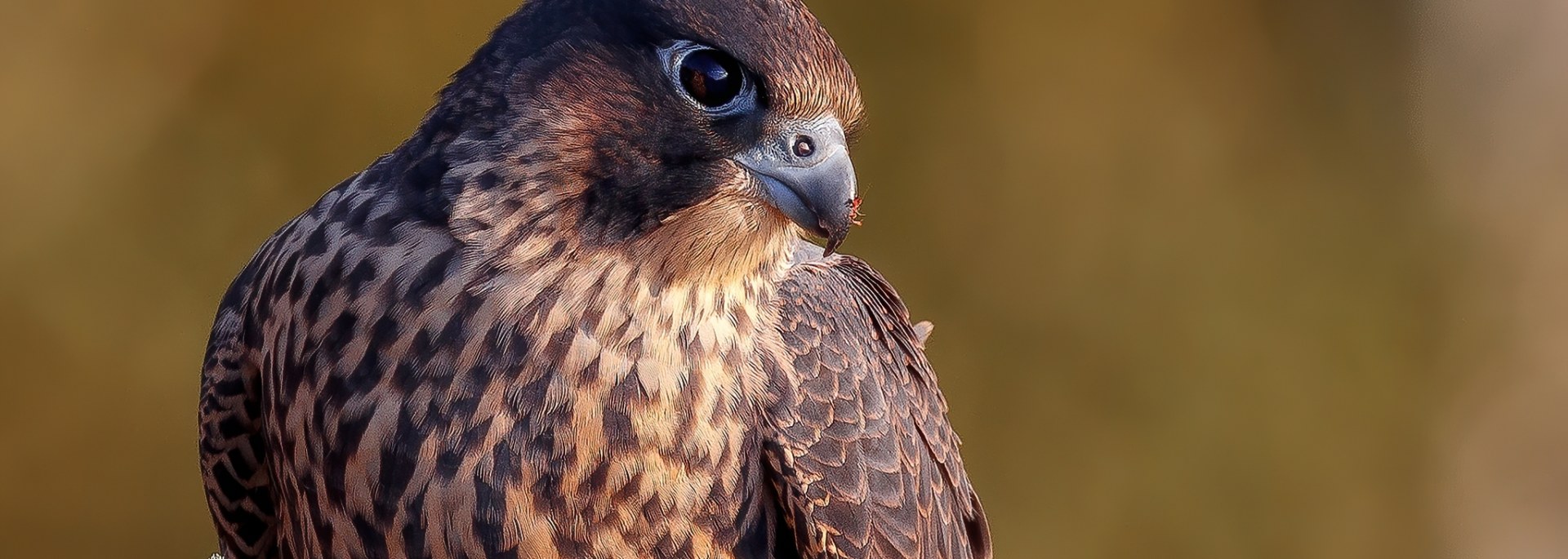 Peregrine Falcon