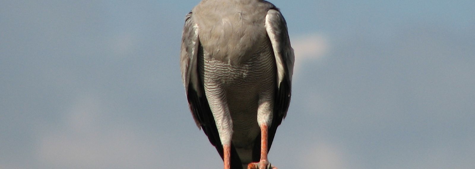 Pale Chanting Goshawk