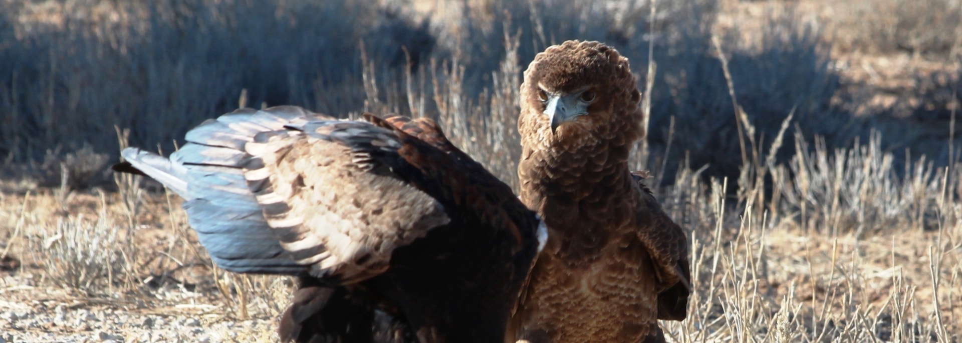 Bateleur