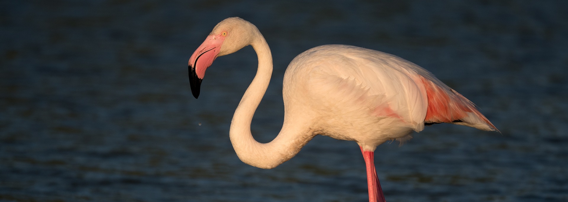 Greater Flamingo