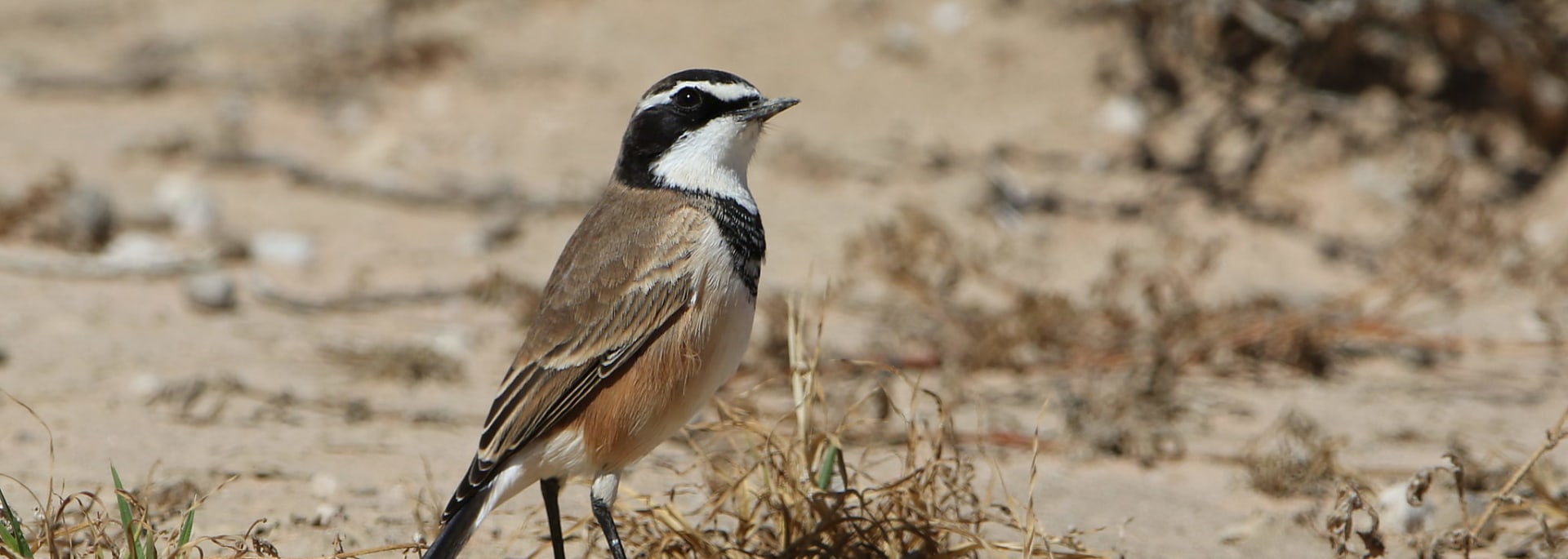 Capped Wheatear