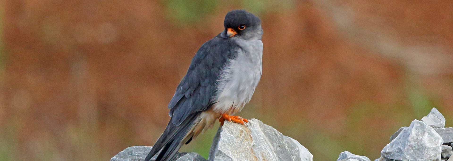 Amur Falcon