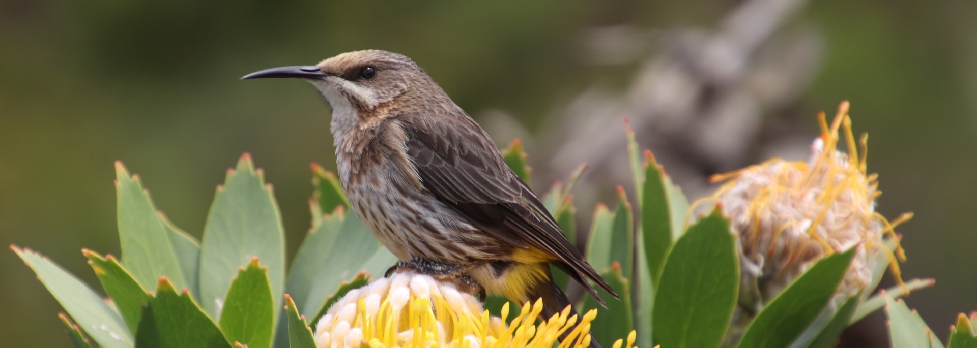 Cape Sugarbird