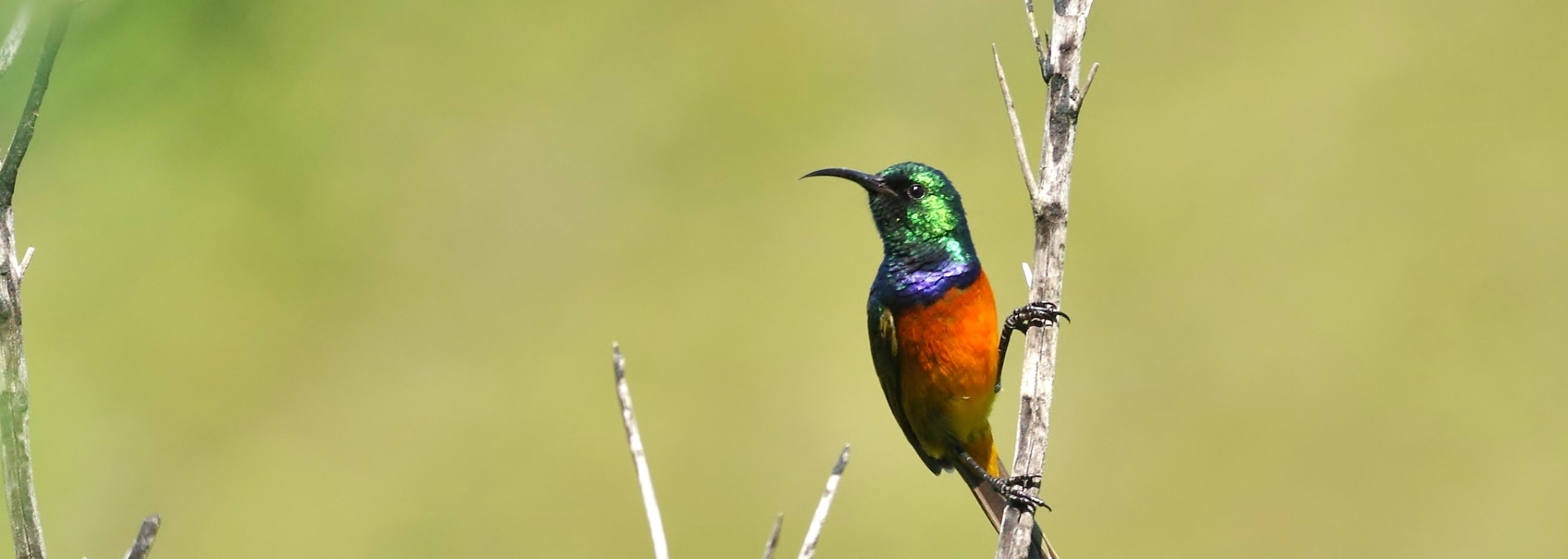 Orange-breasted Sunbird