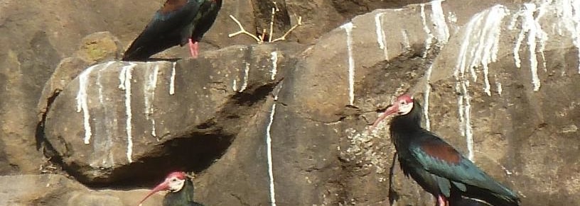 Southern Bald Ibis
