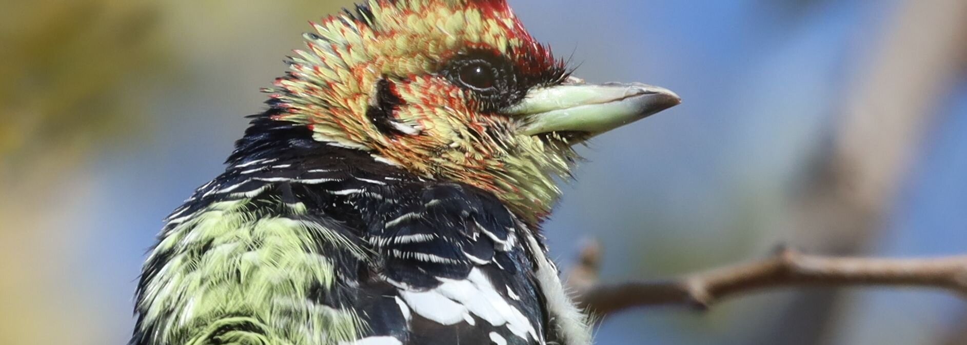 Crested Barbet