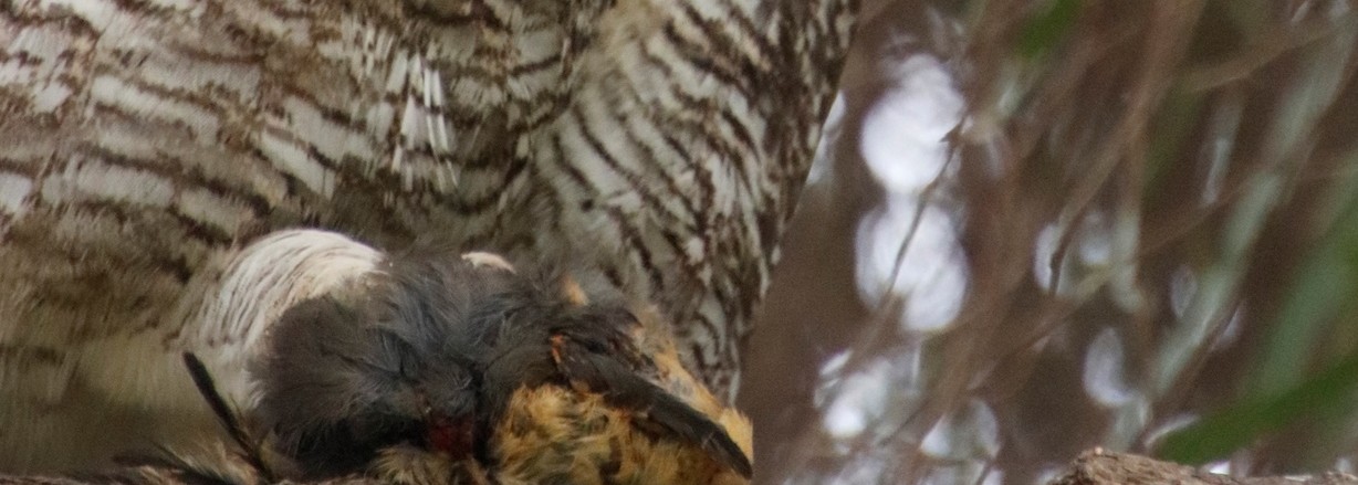 Spotted Eagle-Owl