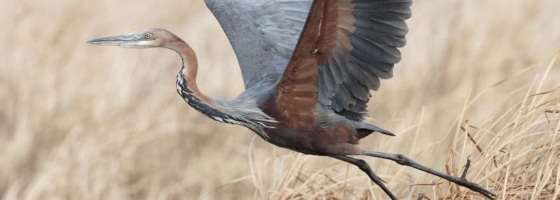 Goliath Heron