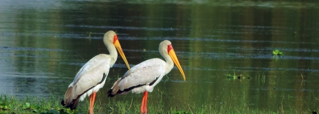 Yellow-billed Stork