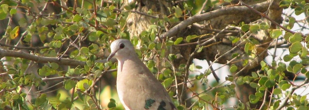 Emerald-spotted Wood Dove