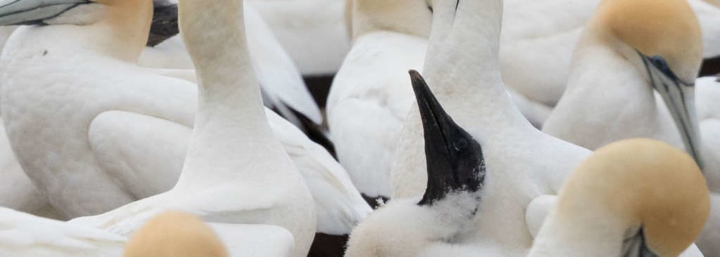 Cape Gannet