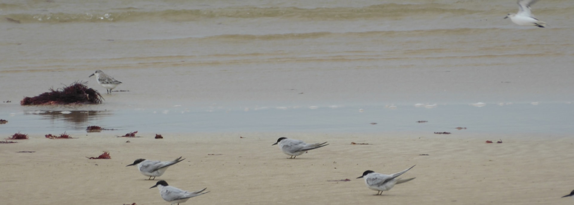 Damara Tern