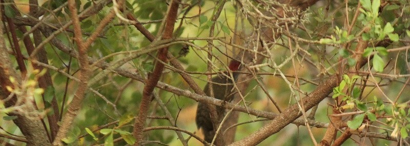 Knysna Woodpecker