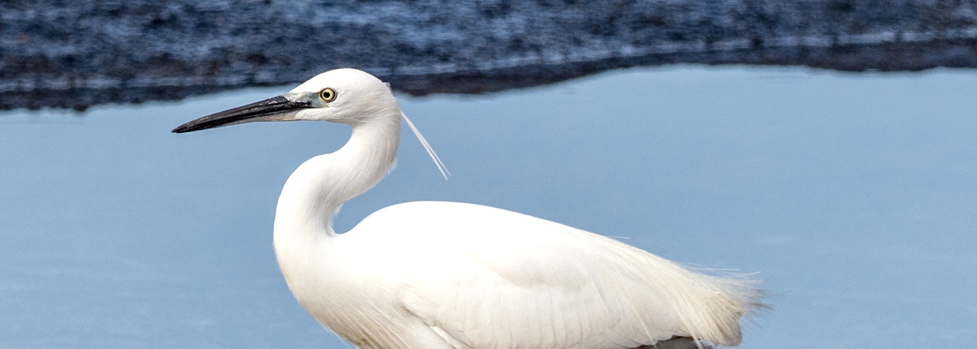 Little Egret