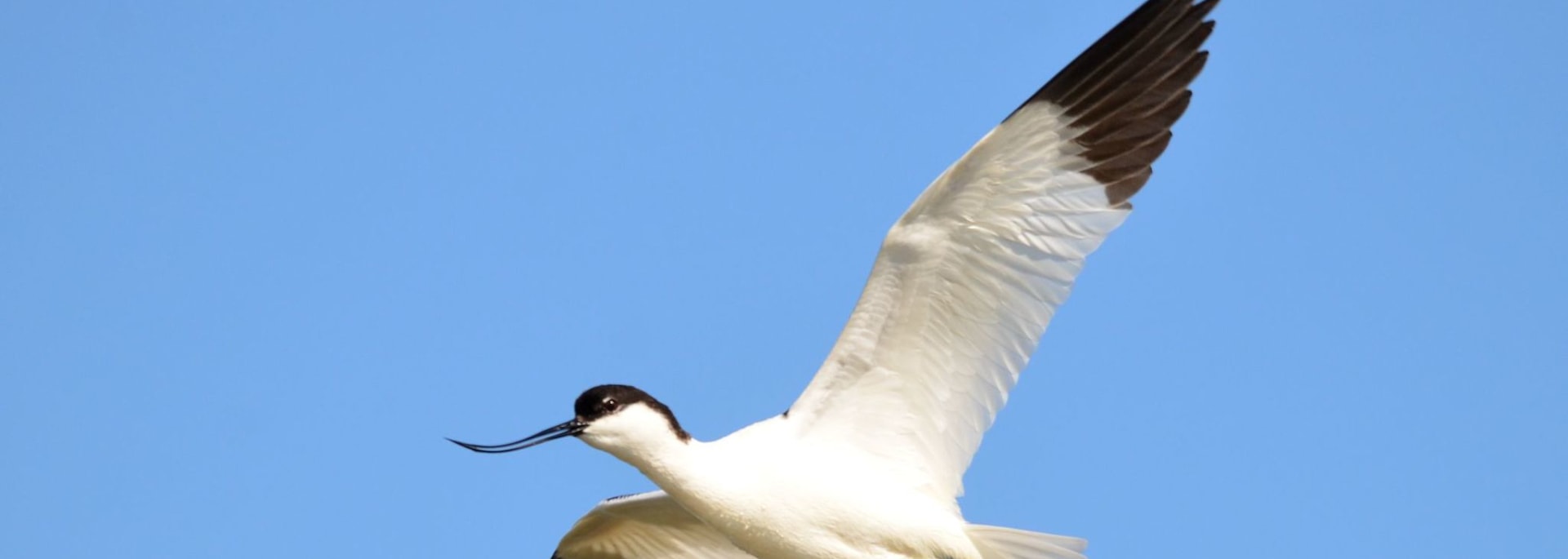 Pied Avocet