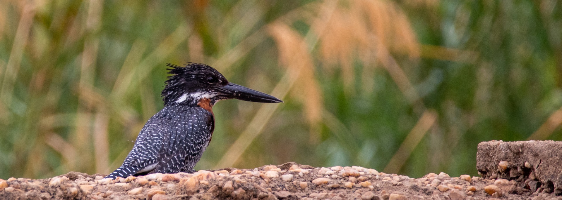 Giant Kingfisher