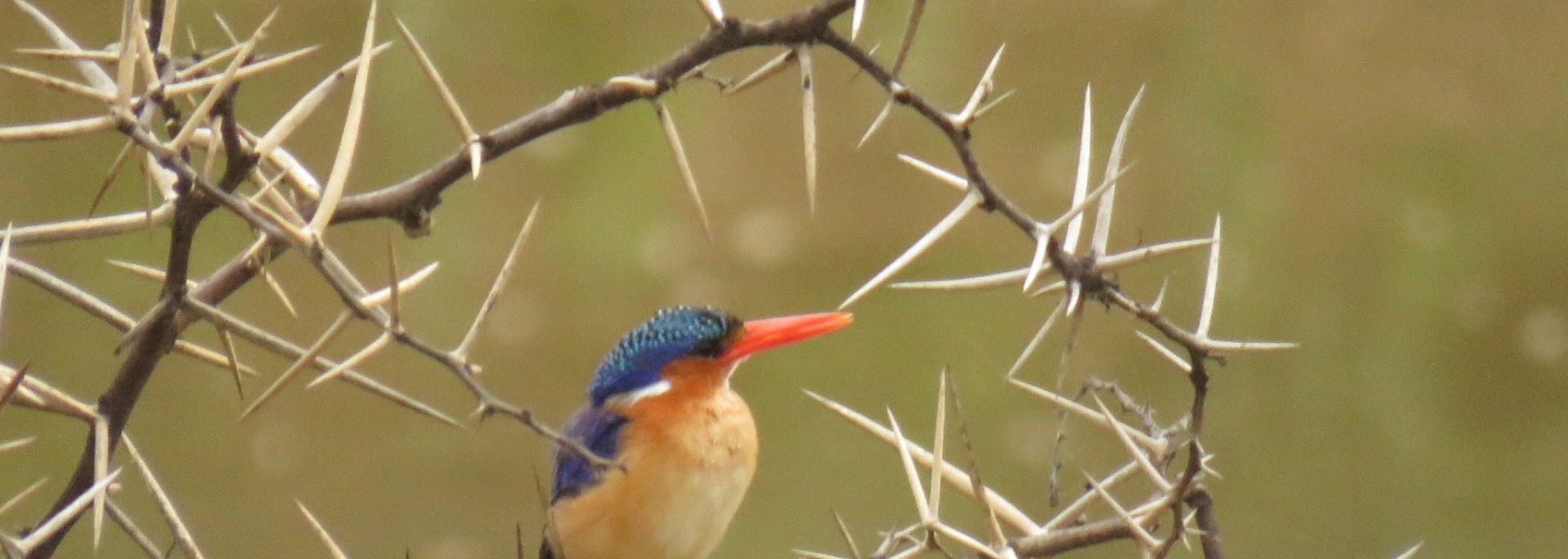 Malachite Kingfisher