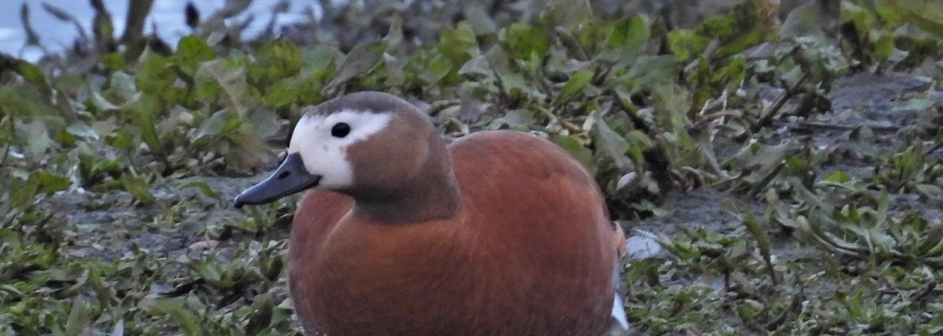 South African Shelduck