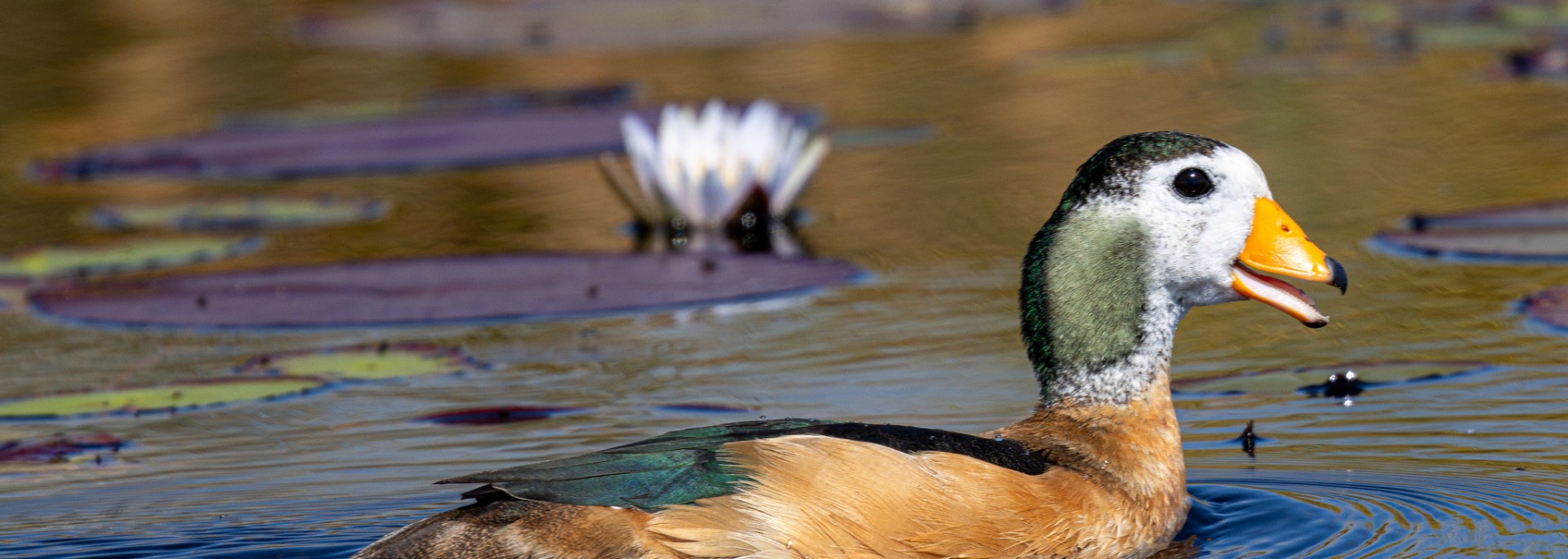 African Pygmy Goose