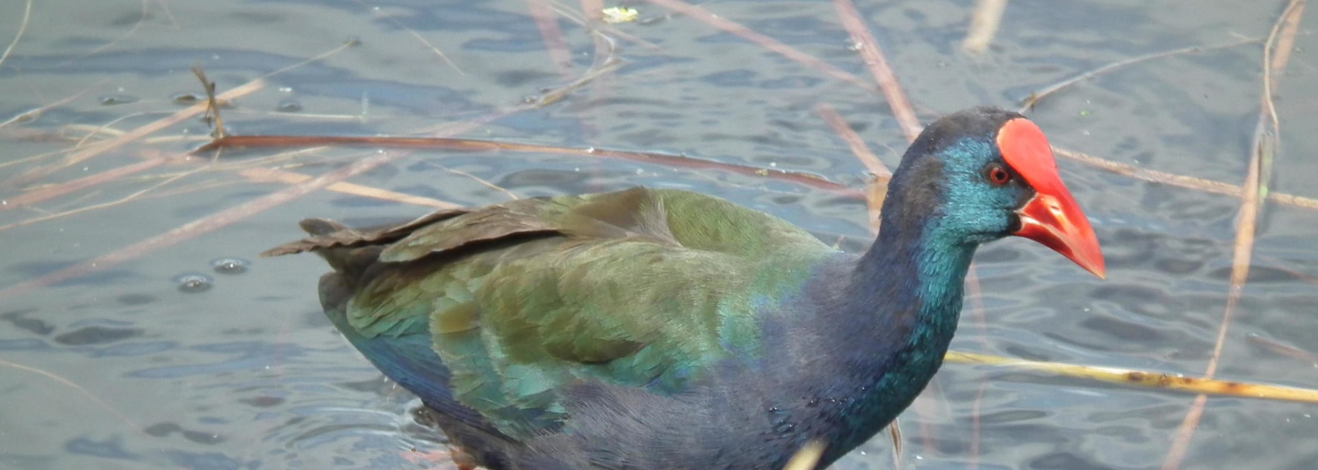 African Swamphen