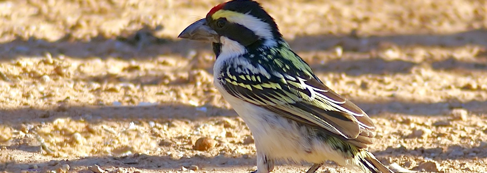 Acacia Pied Barbet