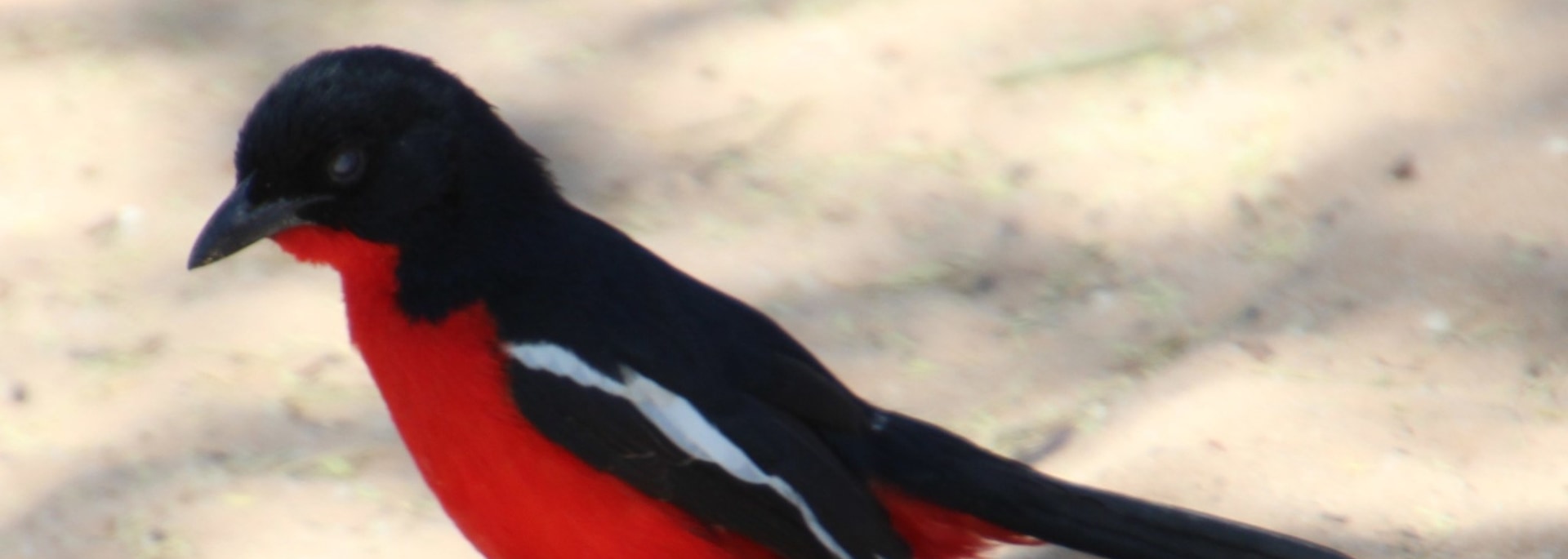 Crimson-breasted Shrike