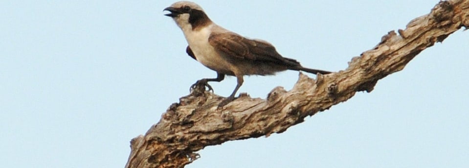 Southern White-crowned Shrike