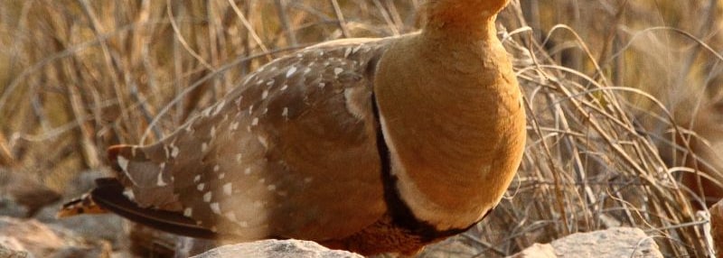 Double-banded Sandgrouse