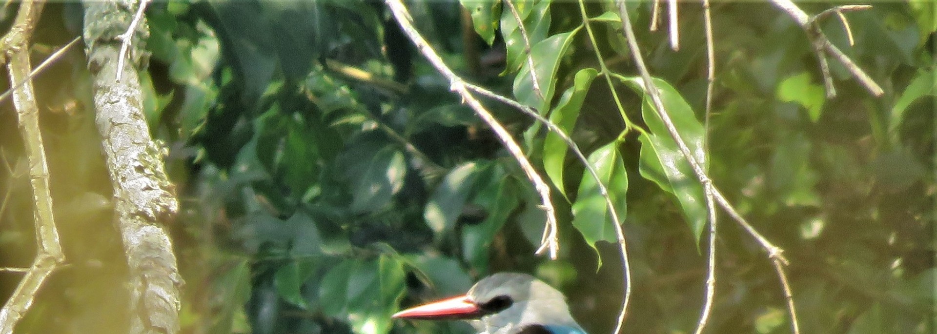 Woodland Kingfisher