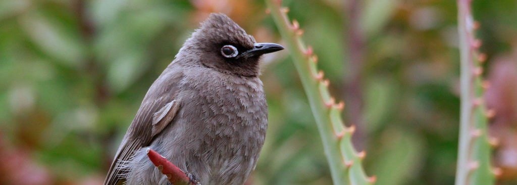 Cape Bulbul
