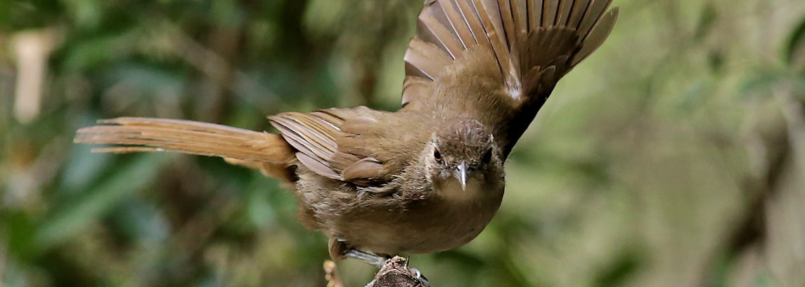 Terrestrial Brownbul