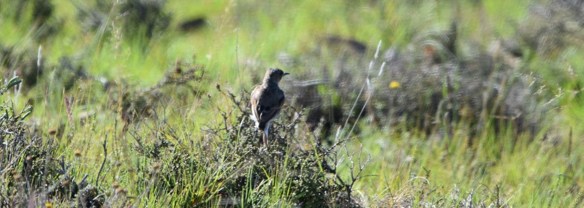 Karoo Chat